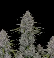 Neville Haze Auto