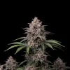 Northern Lights