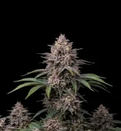 Northern Lights