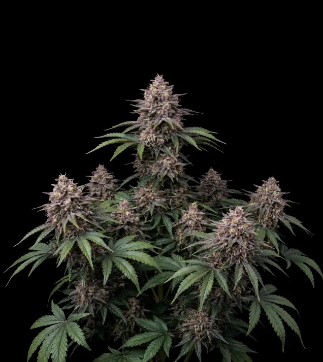 Northern Lights