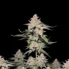 Northern Lights Regular