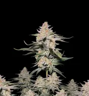 Northern Lights Regular