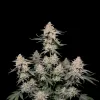 Northern Lights Regular