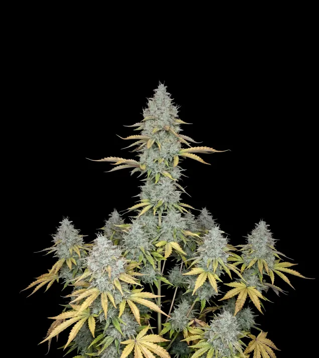 Peyote Cookies