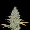 Peyote Cookies
