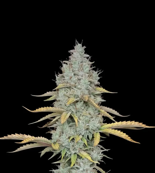 Peyote Cookies