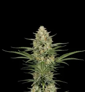 Pineapple Haze