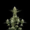 Pineapple Haze