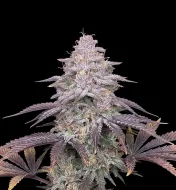 Pineapple Kush