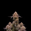 Purple Haze Auto