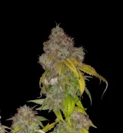 Purple Haze