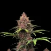 Purple Kush F1