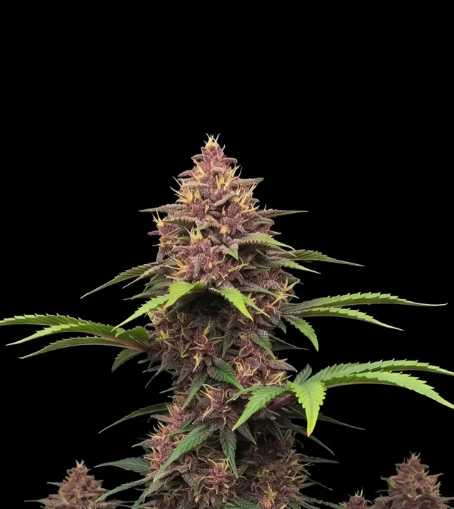 Purple Kush F1