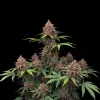 Purple Kush F1