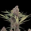 Purple Kush