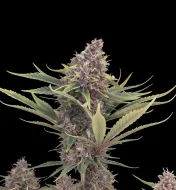 Purple Kush