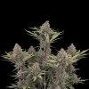 Purple Kush