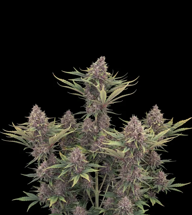 Purple Kush
