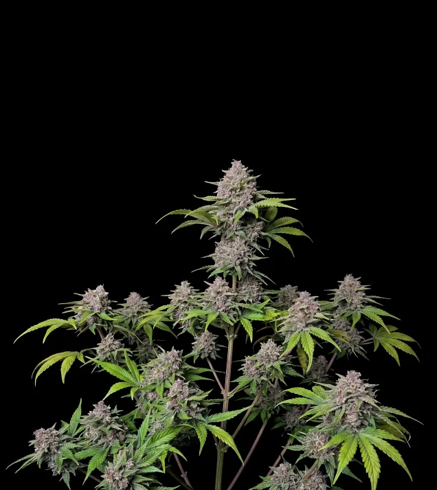 Purple Punch Auto