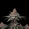 Rainbow Kush