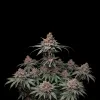 Rainbow Kush