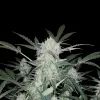 Skunk Auto