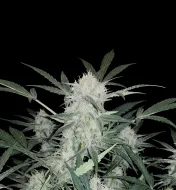 Skunk Auto