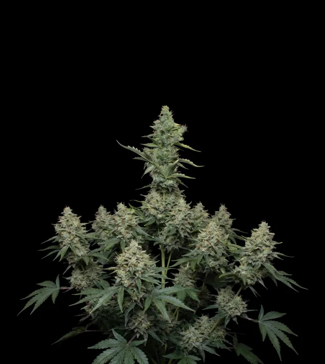 Skunk