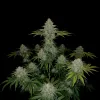 Skunk Regular