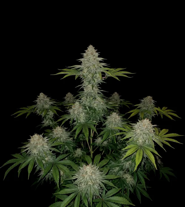 Skunk Regular