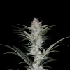 Skywalker Auto