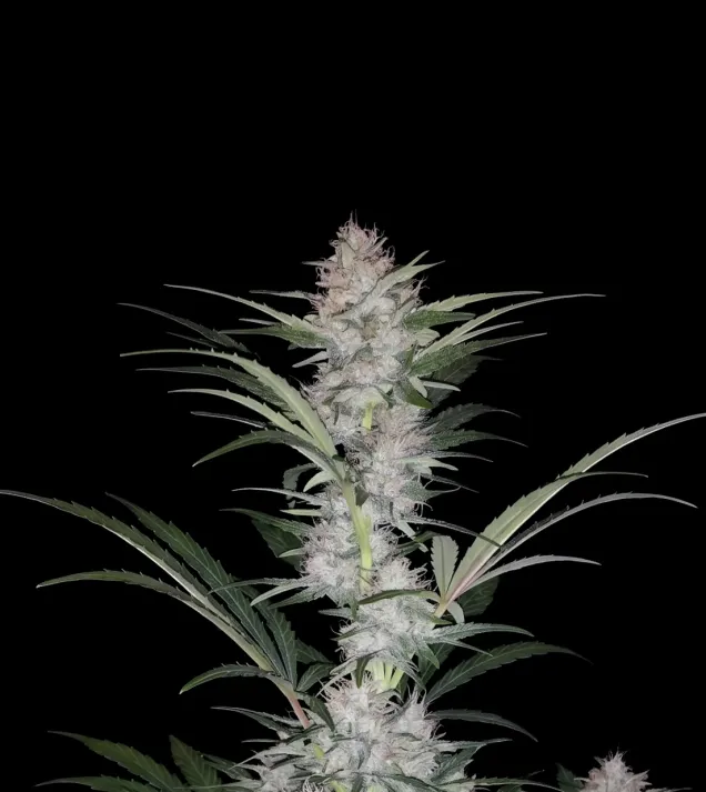Skywalker Auto