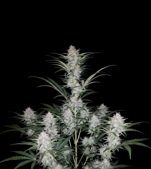 Skywalker Auto