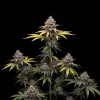 Somango Fast