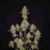 Sour Diesel Regular