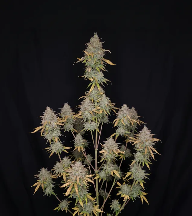 Sour Diesel Regular