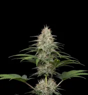 Strawberry Kush