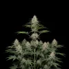 Strawberry Kush
