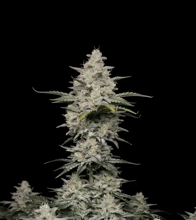 Super Lemon Haze Auto