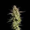 Super Silver Haze Auto