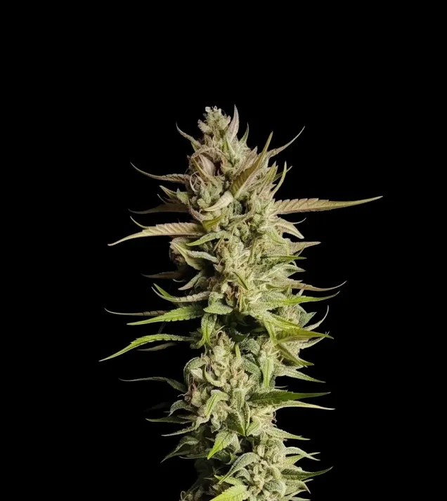 Super Silver Haze Auto