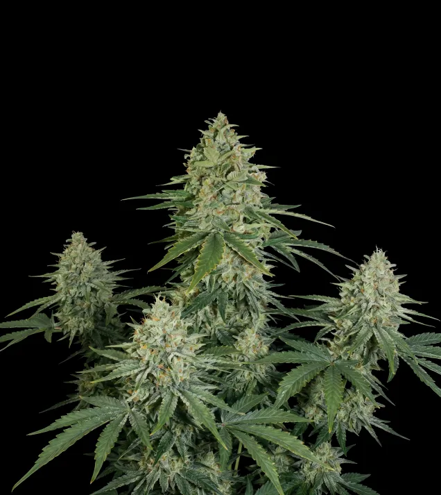 Super Skunk