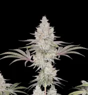 Trainwreck Fast