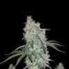 Triangle Kush