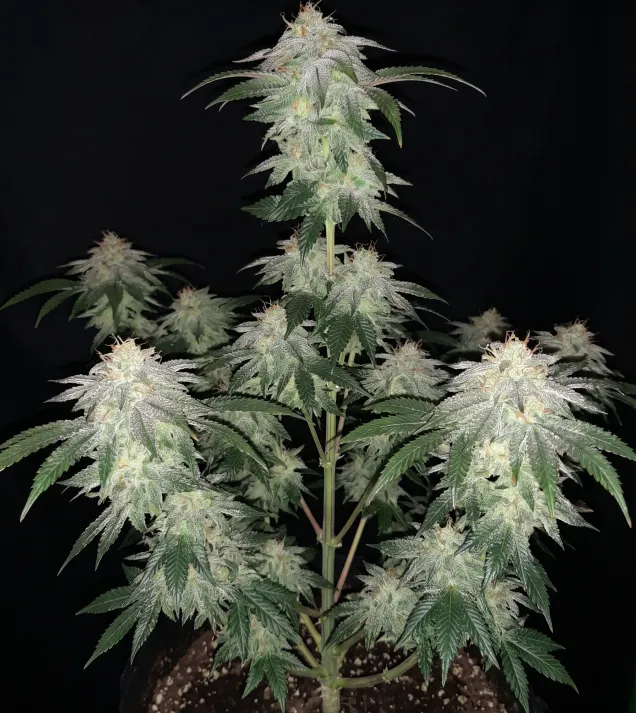 Wedding Cake Regular