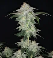 Wedding Cake Regular