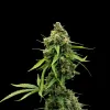 White Russian