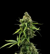 White Russian