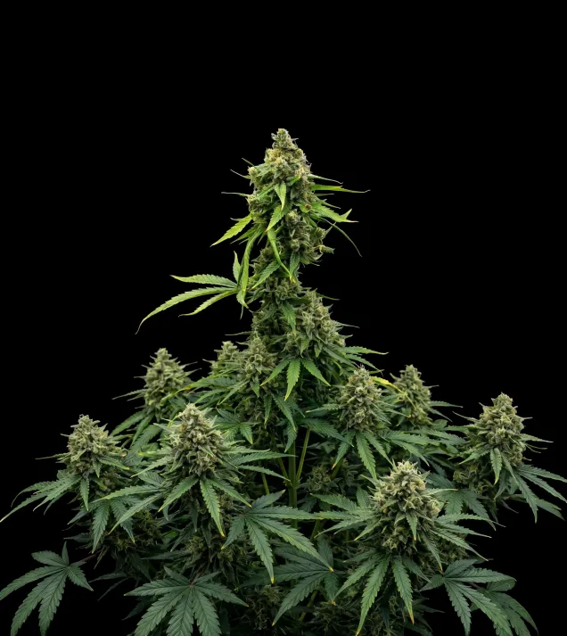 White Russian