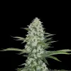 Zkittlez Regular